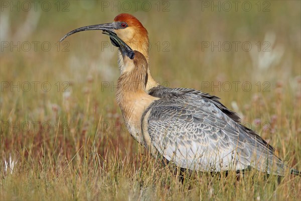 Black Train Ibis