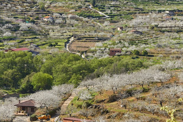 Cherry trees