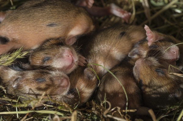 European Hamster