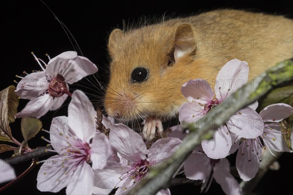 Hazel Dormouse