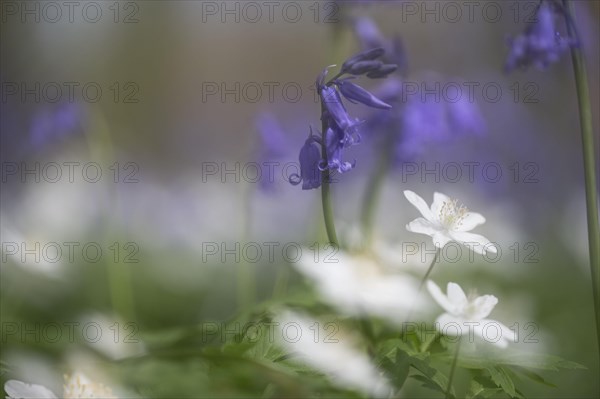 Bluebells