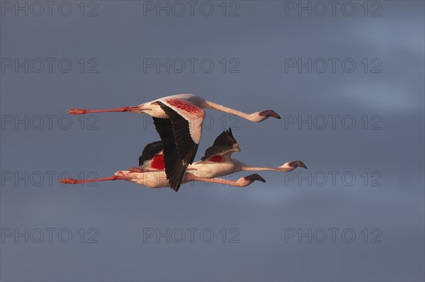 Lesser Flamingo