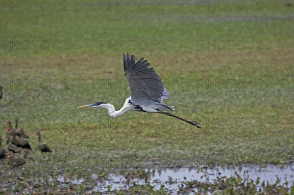 Cocoi heron