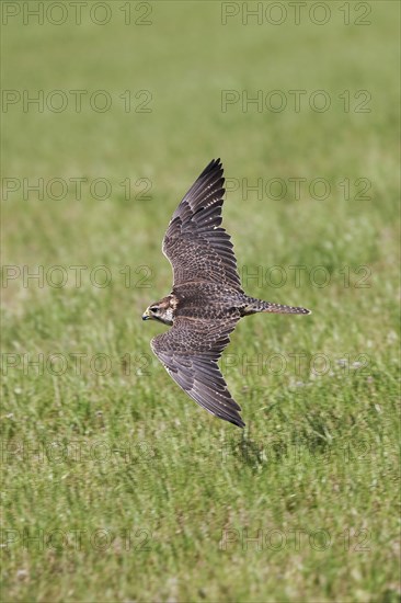 Saker falcon