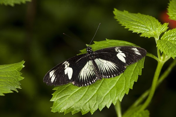 African Swallowtail