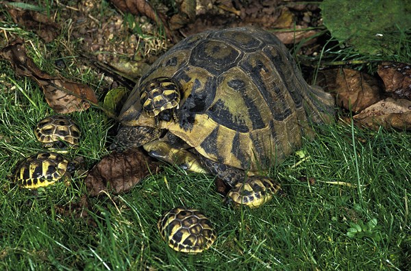 Hermann's Tortoise