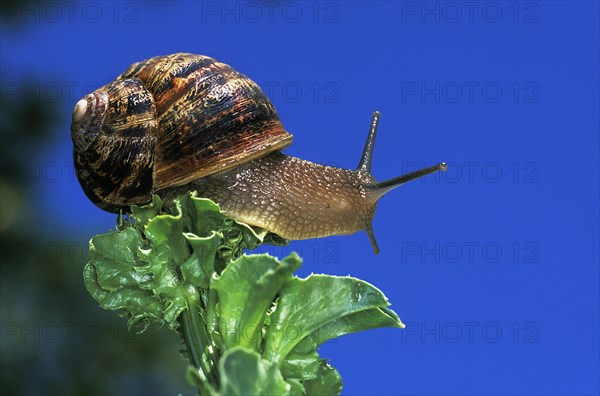 Brown garden snail