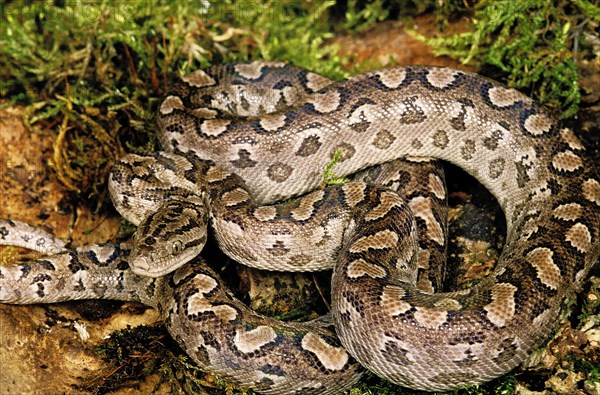 Argentine rainbow boa