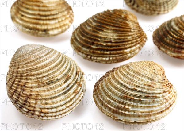 Shells