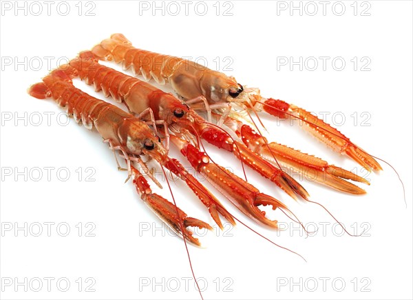 DUBLIN BAY PRAWN OR NORWAY LOBSTER OR SCAMPI ephrops norvegicus ON A WHITE BACKGROUND