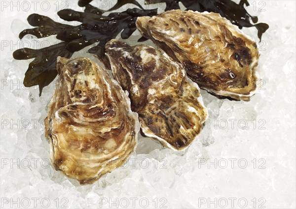 French Marennes d'Oleron oysters