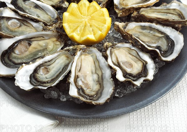 FRENCH OYSTER MARENNES D'OLERON ostrea edulis WITH YELLOW LEMON ON PLATE