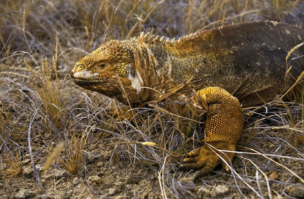 Galapagos Land Iguana