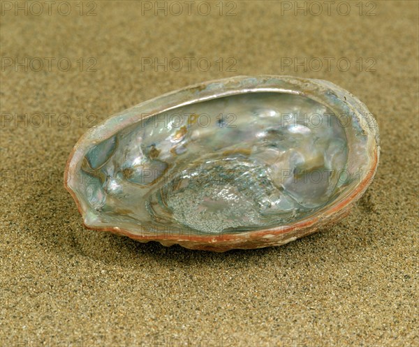 Ormer or abalone or auris maris