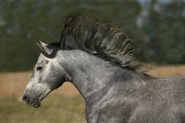 LUSITANO HORSE