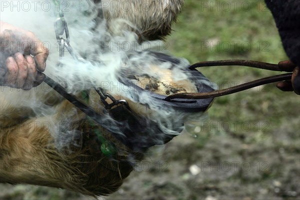 FARRIER SHOES A PERCHERON HORSE