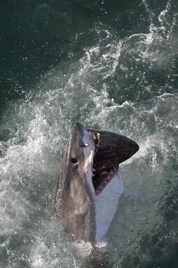 Great white shark