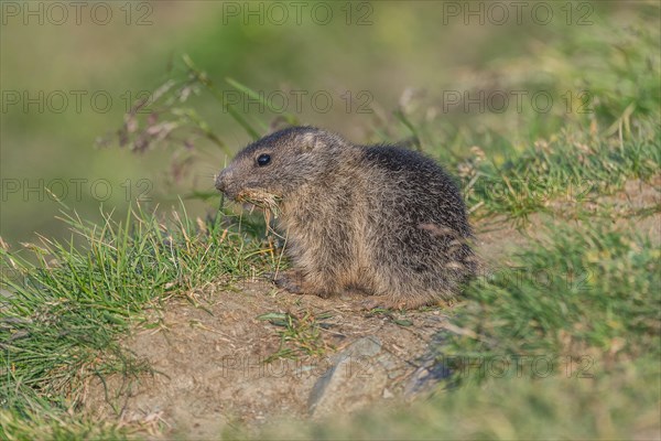 Alpine Marmot