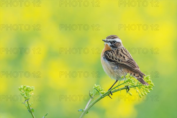 Whinchat