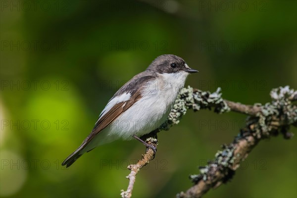 Pied Flycatcher