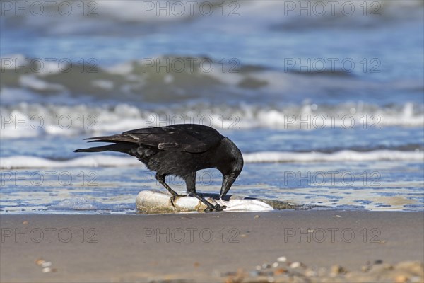 Carrion crow