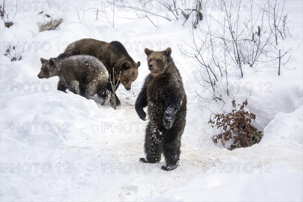 Female and two 1-year-old brown bear cubs