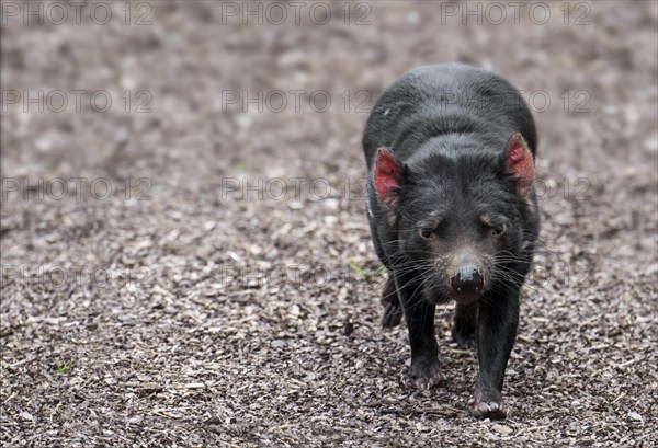 Tasmanian devil