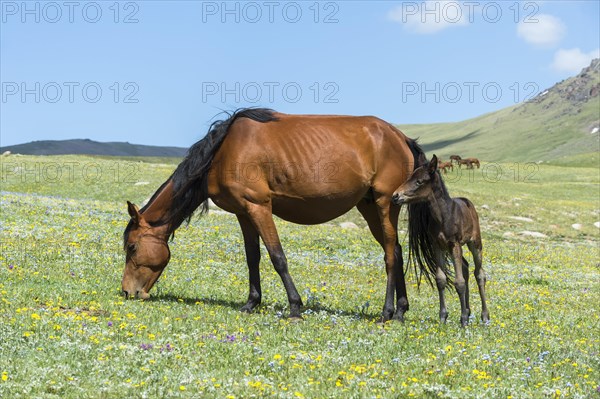 Horses in the steppe