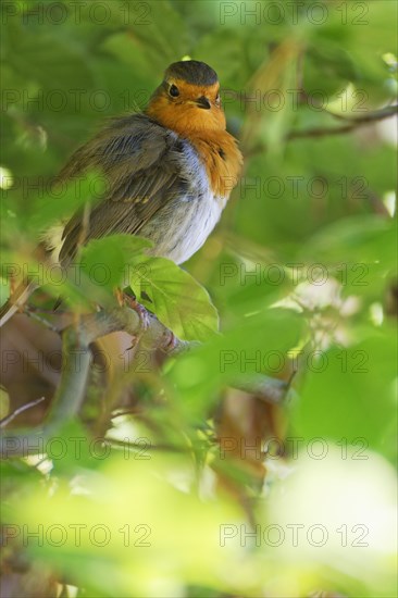 European robin