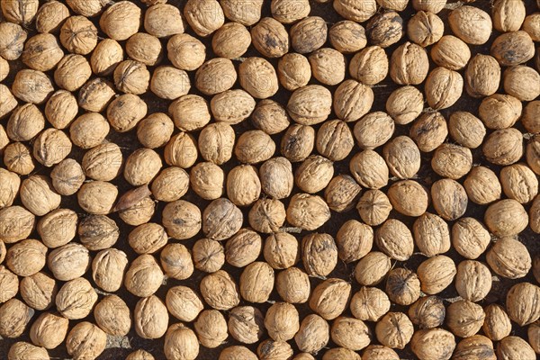 Persian walnut