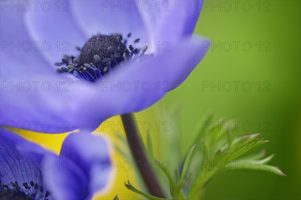 Blossom of a anemone