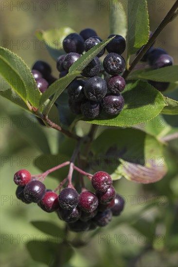 Black Chokeberry