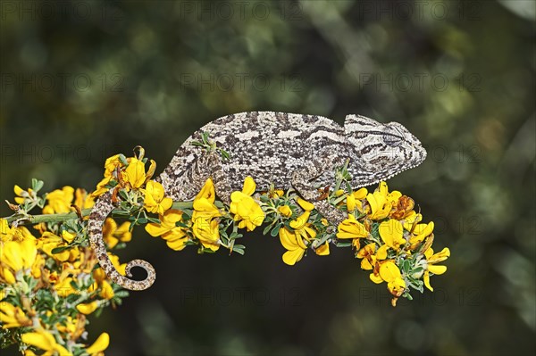 Mediterranean chameleon