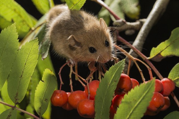 Hazel dormouse