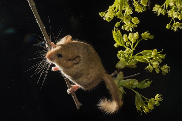 Hazel Dormouse