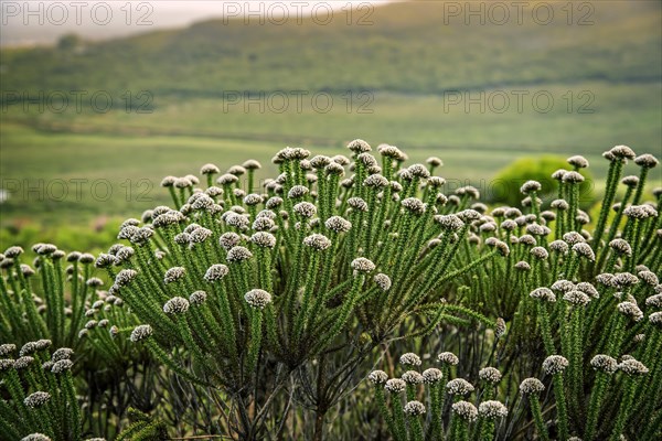 Fynbos