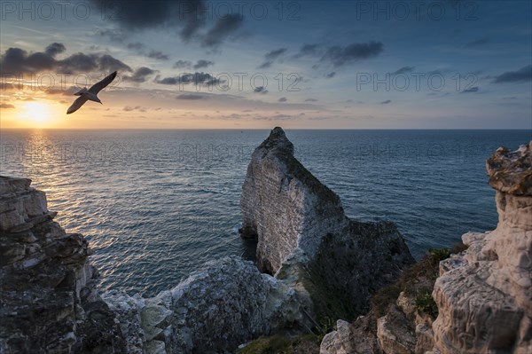 Coast with chalk cliffs and a seagull in flight