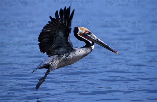 Brown Pelican