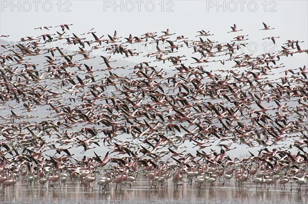 Lesser Flamingo