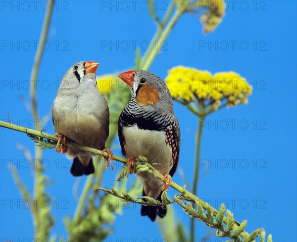 Zebra Finch