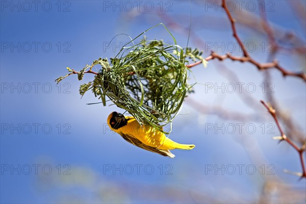 Southern Masked Weaver