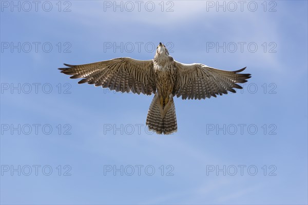 Saker falcon