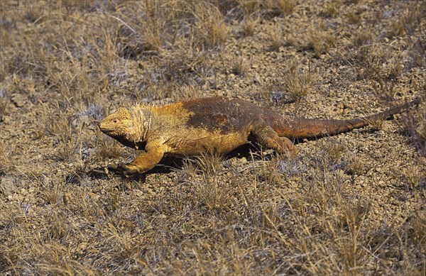 Galapagos Land Iguana