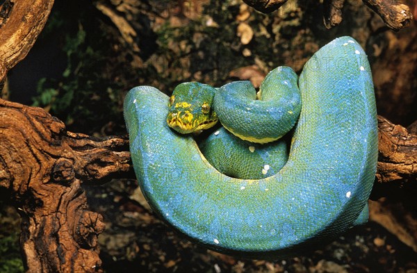 GREEN TREE Green Tree Python