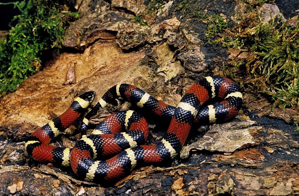 Mexican milk snake