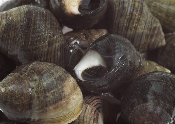 Common periwinkle