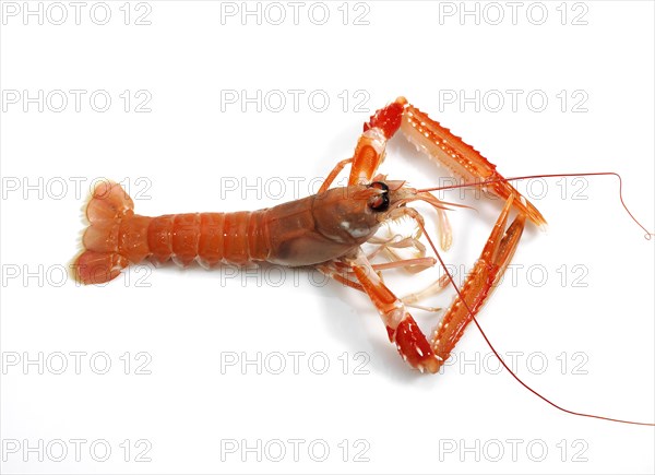 DUBLIN BAY PRAWN OR NORWAY LOBSTER OR SCAMPI ephrops norvegicus ON A WHITE BACKGROUND