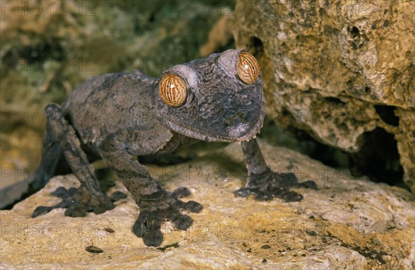 Leaf-Tailed Gecko