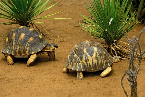 Madagascar Radiated Tortoise