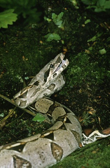 Boa Constrictor